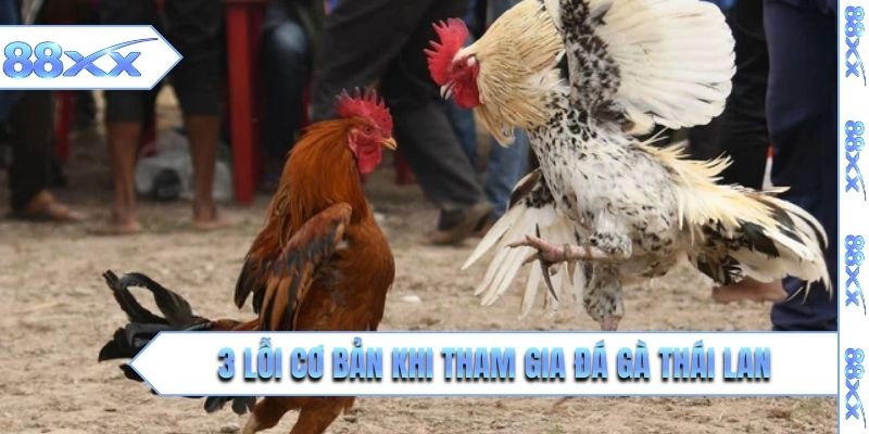 3 lỗi cơ bản khi tham gia đá gà Thái Lan