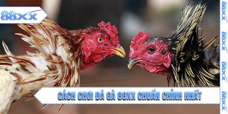 Cách chơi đá gà 88XX chuẩn chỉnh nhất