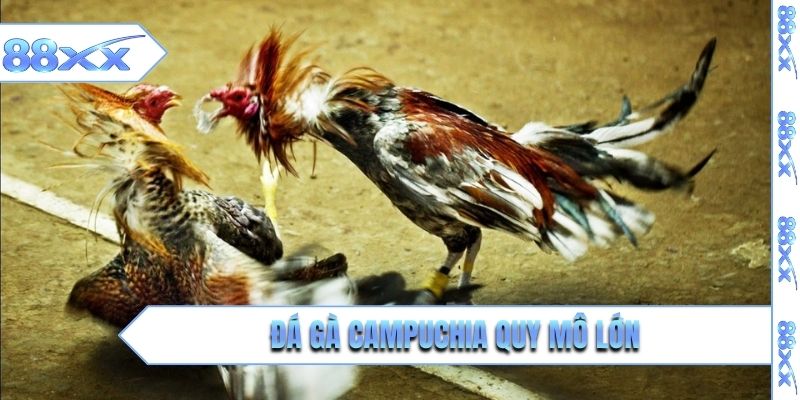 Đá gà Campuchia quy mô lớn, chuyên nghiệp