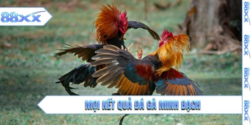 Mọi kết quả đá gà minh bạch