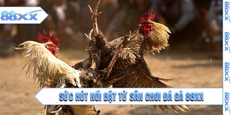 Sức hút nổi bật từ sân chơi đá gà 88XX